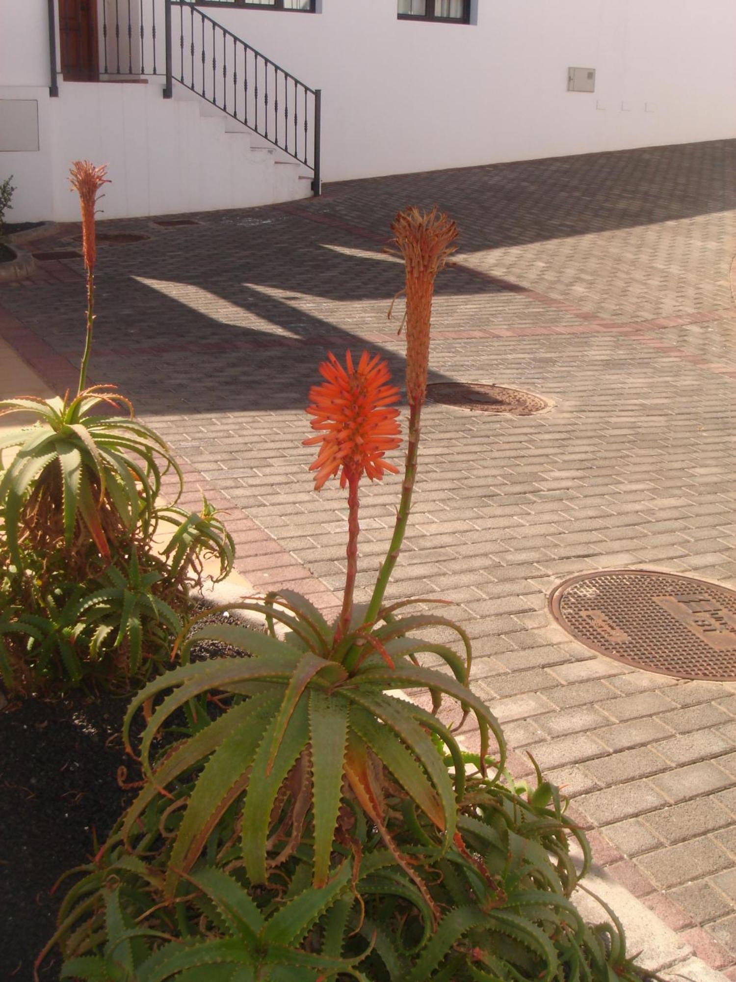 Villas Salinas De Matagorda エクステリア 写真